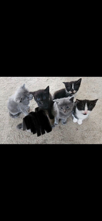 Grey and white and black and block and white