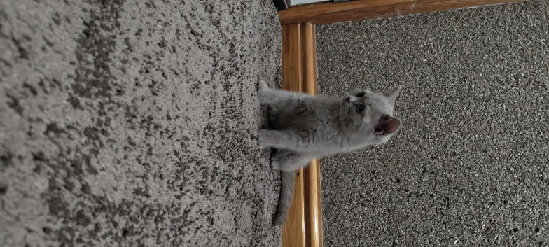 British Shorthair Kitten.
