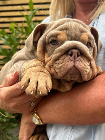Stunning English Bulldogs