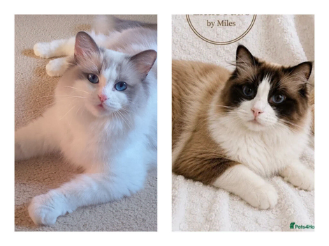 Stunning Bi-colour Ragdolls.