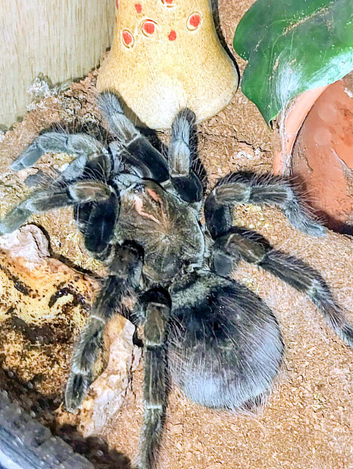 Female Pamphobeteus Vespertinus and full set up
