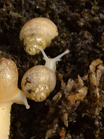 Giant African land snails with accessories