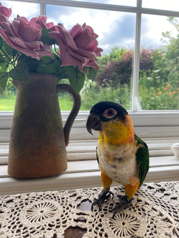 For sale black headed caique