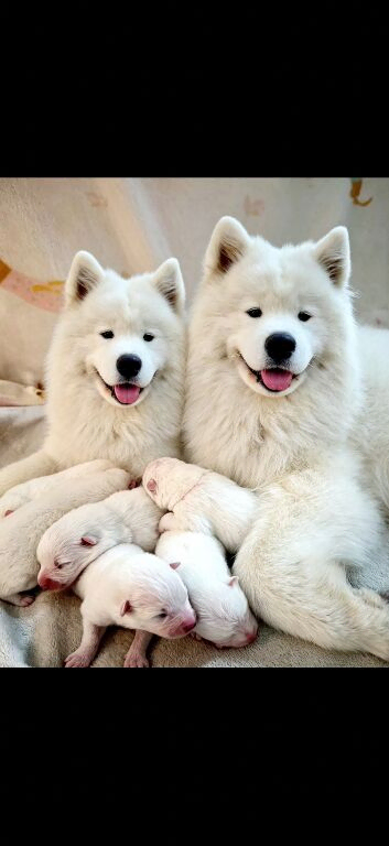 KC Samoyed puppies