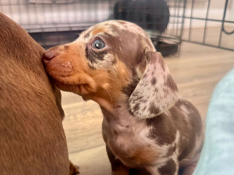 Miniature Dachsund puppies