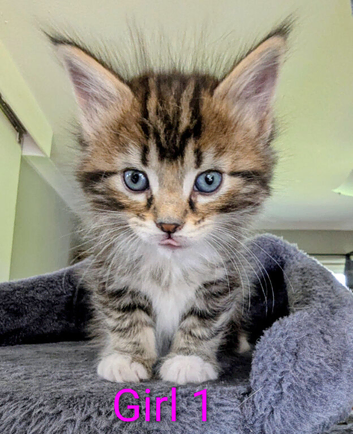 Gorgeous Tabby Kittens for sale &pound;250 male &pound;300 female