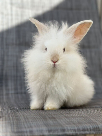 Angora mini lion lop mixed breed & mini lion lop