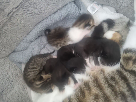 For sale