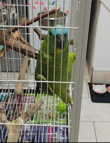 6 month old blue front for sale
