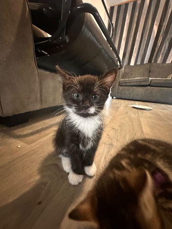Beautiful kittens looking for forever home