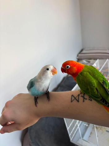 Hand reared Lovebirds