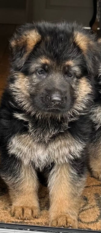 Outstanding KC German Shepherd puppies
