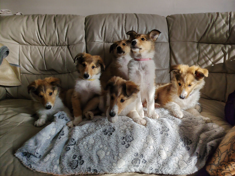 Rough Collie