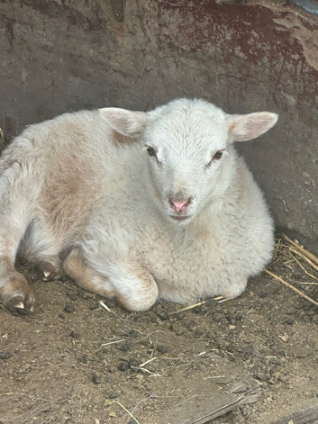 Sheep for sale  one boy  pet only