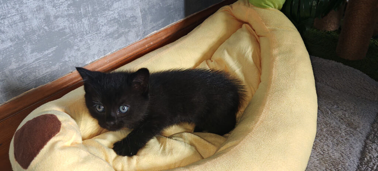 2 black kitten male and female mother Norwegian forrest