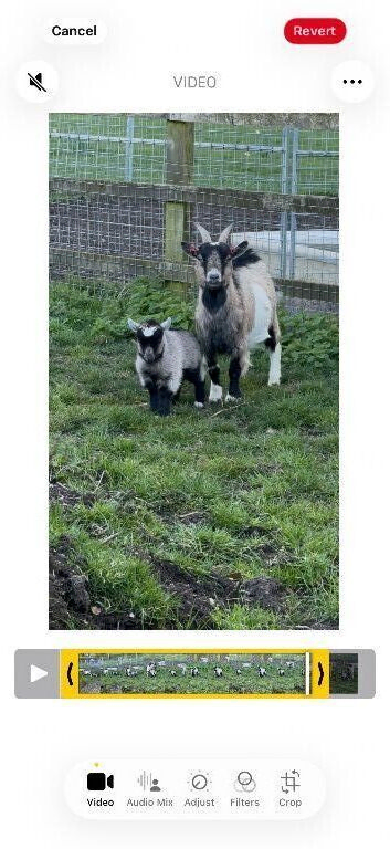 GEOFFREY !   Adorable, rotund , well marked baby boy wether. Ready now