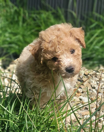 Cute baby poochons ready for a new home!!