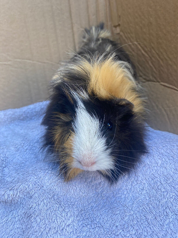Solo male Guinea pig