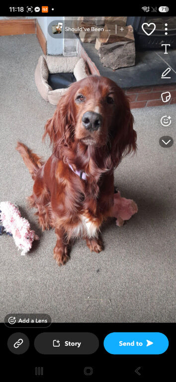 KC registered puppies