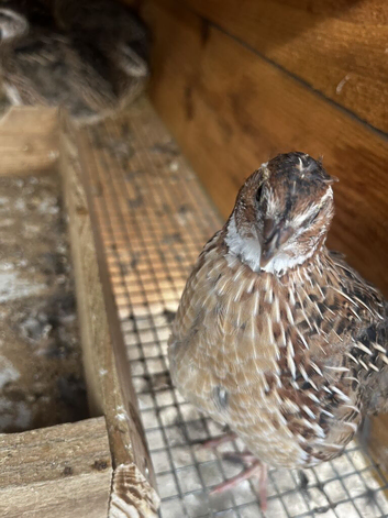 Coturnix Quail, Point of lay.
