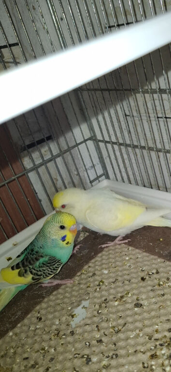 2 baby budgies