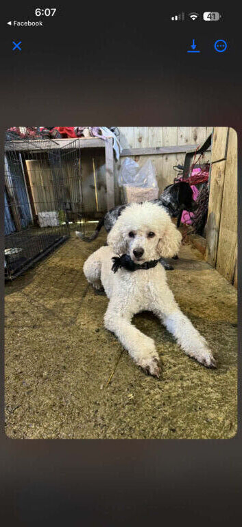 Cockapoo puppy