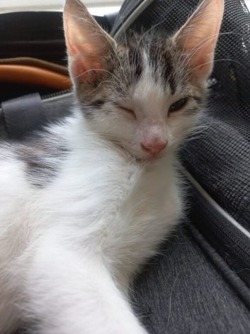 Beautiful kittens for sale