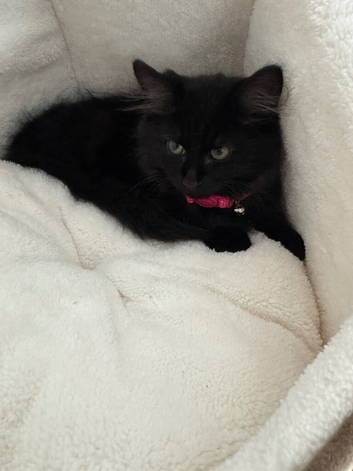 Loving Female Kitten Looking for a Forever Home