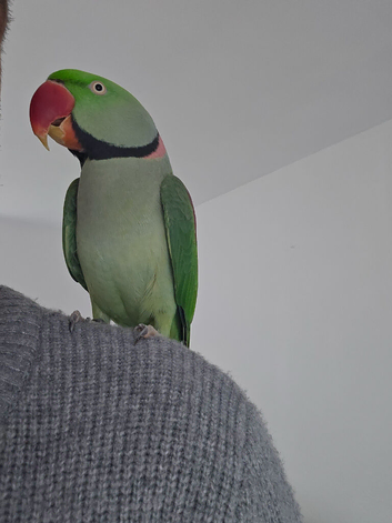 Alexandra parrot