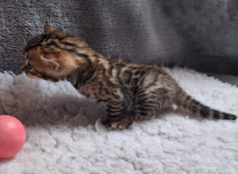 Brown spotted female Bengal kitten