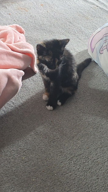 Tortoiseshell Kitten