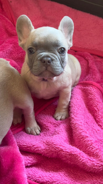 French Bulldog Puppies