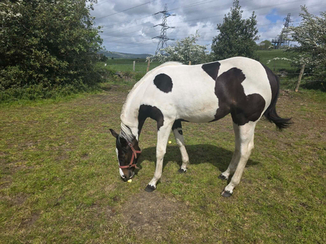 top quality filly show quality to make 16.2hh