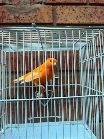 red factor canary