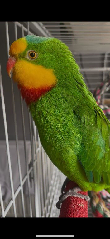 Barraband Parrot tame