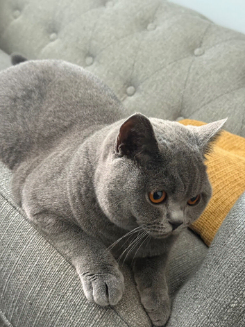 Beautiful Friendly Cat Looking for a Loving Home