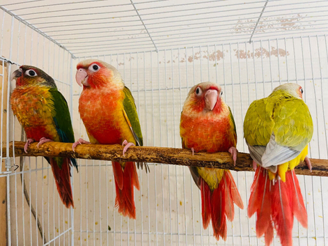 Hand reared conures for sale