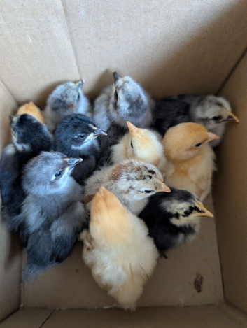 Pekins Chicks + Growers