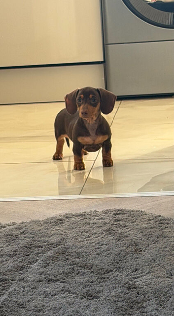 Beautiful chocolate and tan miniature dachshund