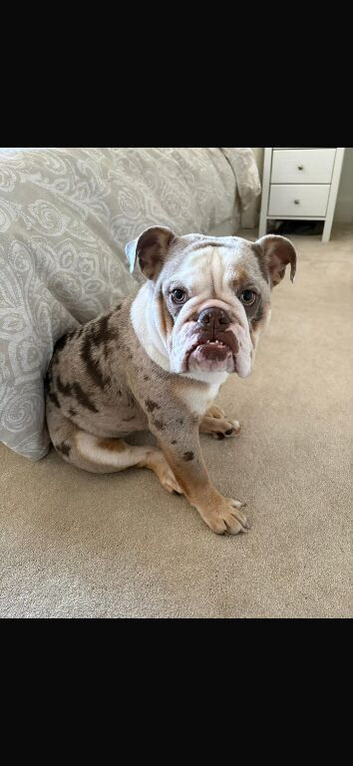 9 beautiful lilac & lilac merl 5 star English bulldogs