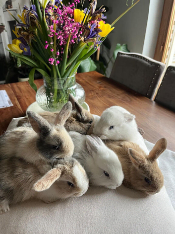 Small Bunnies for sale