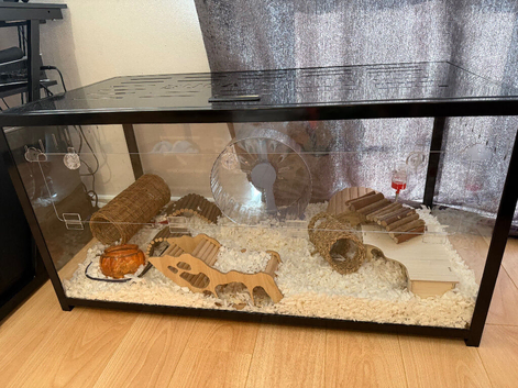 Female Syrian hamster
