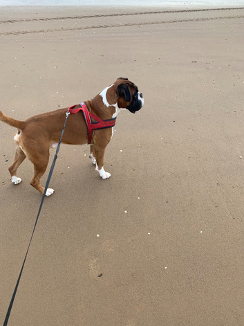 Boxer Stud Dog