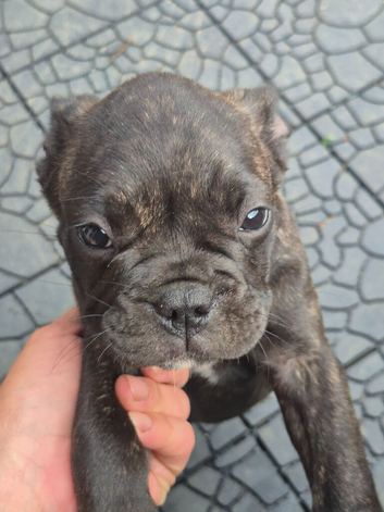 Mix french bulldog with pug