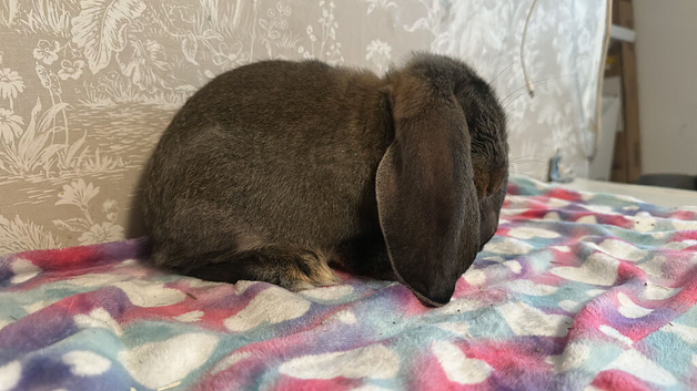 French lops