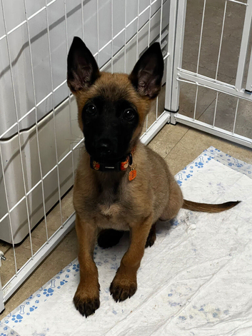 Beautiful female Belgian malinois