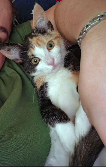 Female kitten