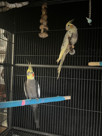 X 2 Cockatiels for sale