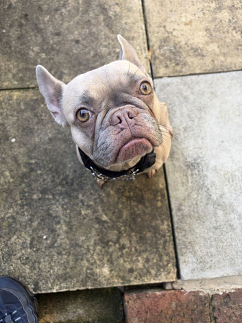 frenchbull dog