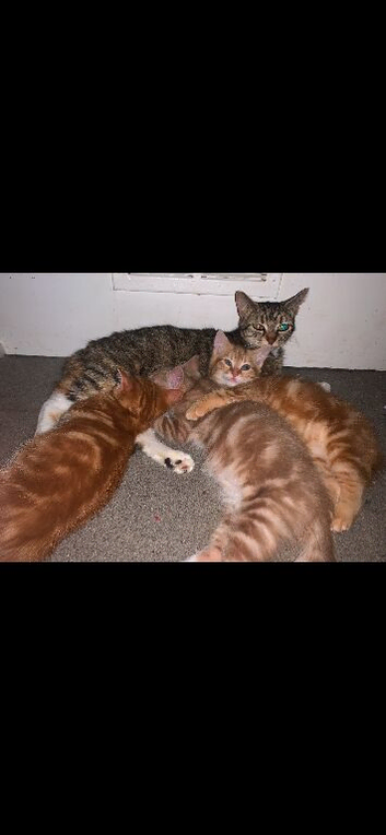 3 ginger males